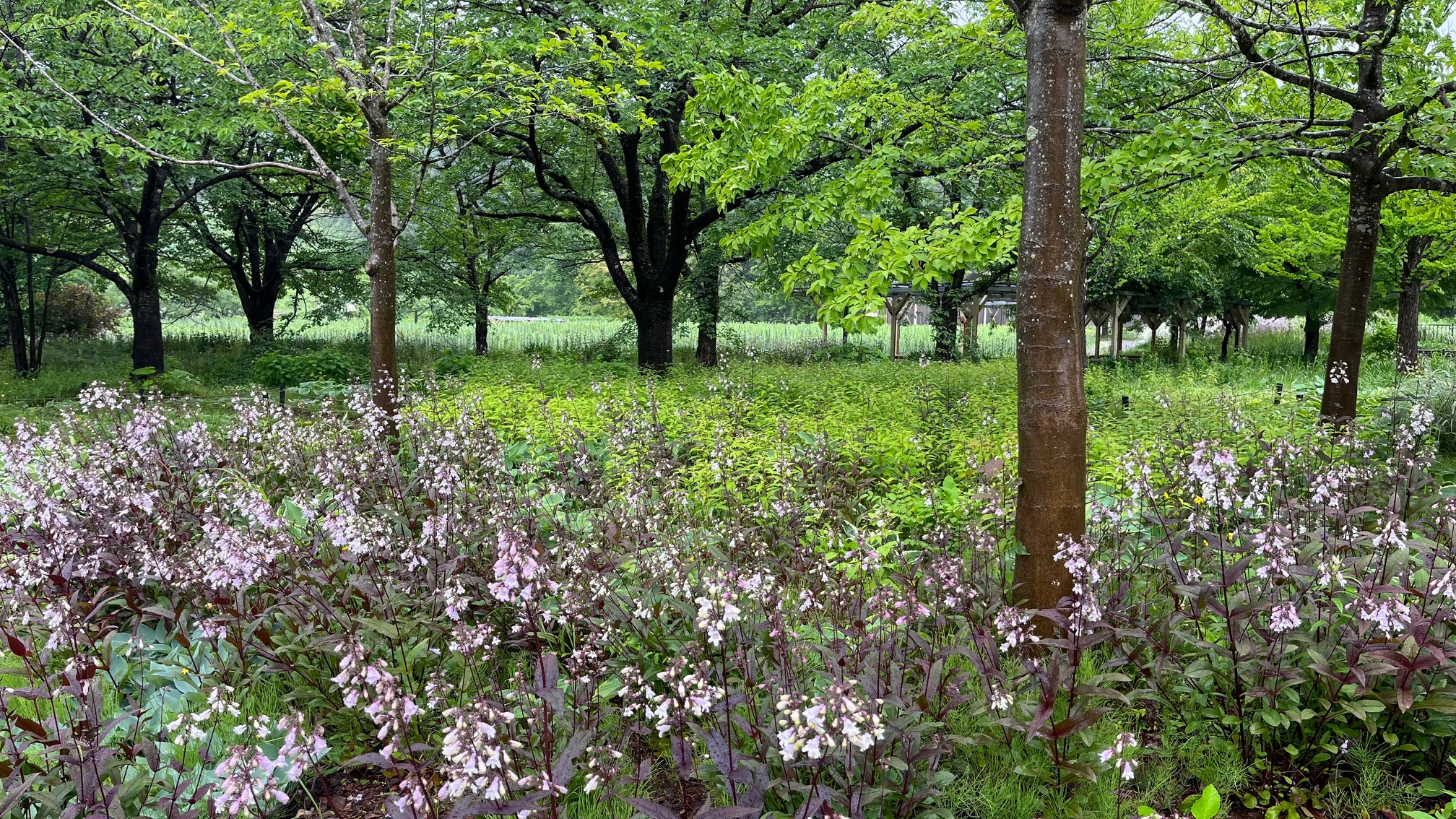 ６月１５日　園内情報