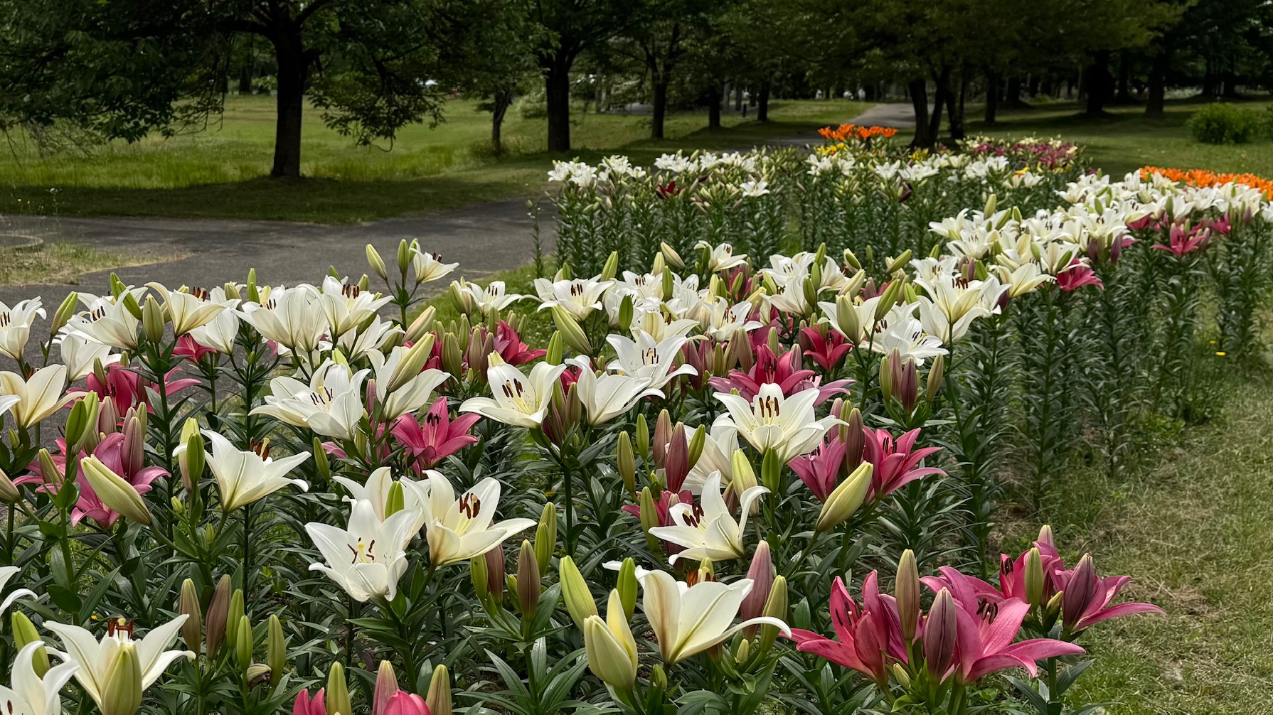 ６月２１日　園内情報