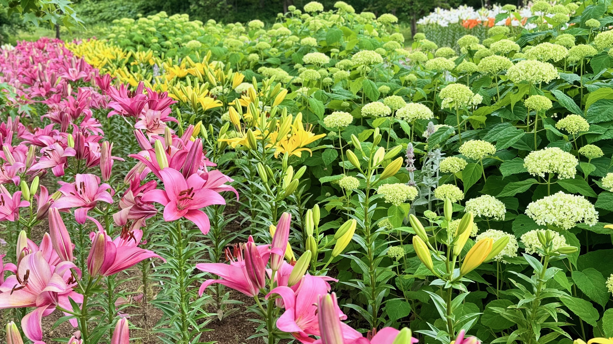 ６月２４日　園内情報